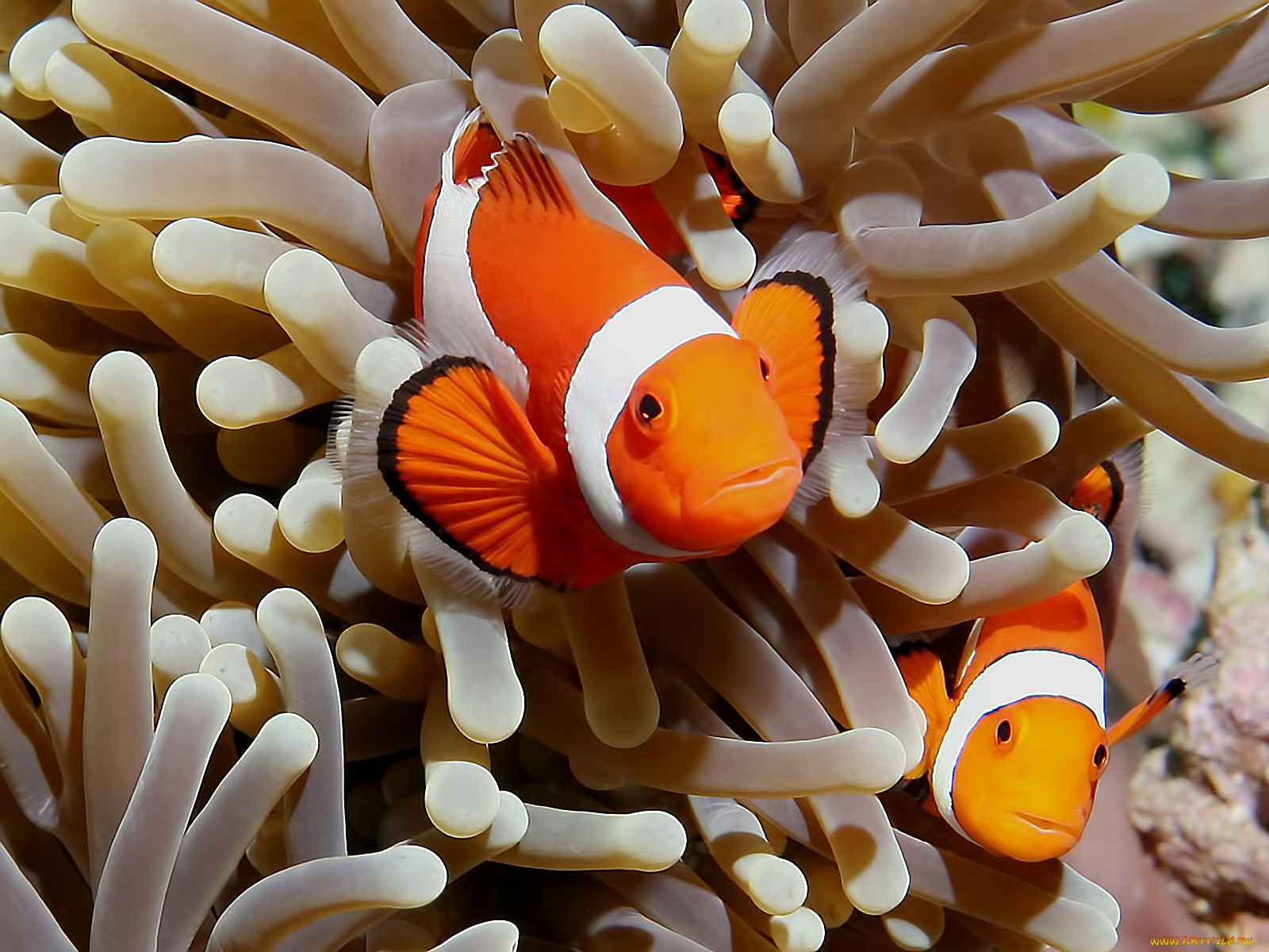 Отношения рыбы клоуна и актинии. Рыба-клоун амфиприон оцеллярис. Рыба клоун в актинии. Оранжевый амфиприон. Амфиприон клоун.
